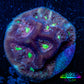 Favia Coral--Favia Frag WYSIWYG Favia Coral--Favia Frag WYSIWYG Aquarium Decor Favia Coral--Favia Frag WYSIWYG Zeo Box Reef