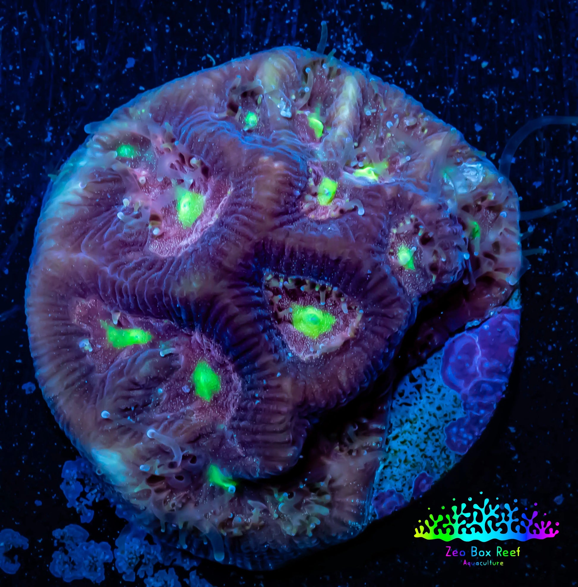 Favia Coral--Favia Frag WYSIWYG Favia Coral--Favia Frag WYSIWYG Aquarium Decor Favia Coral--Favia Frag WYSIWYG Zeo Box Reef
