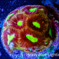 Favia Coral--Favia Frag WYSIWYG Favia Coral--Favia Frag WYSIWYG Aquarium Decor Favia Coral--Favia Frag WYSIWYG Zeo Box Reef