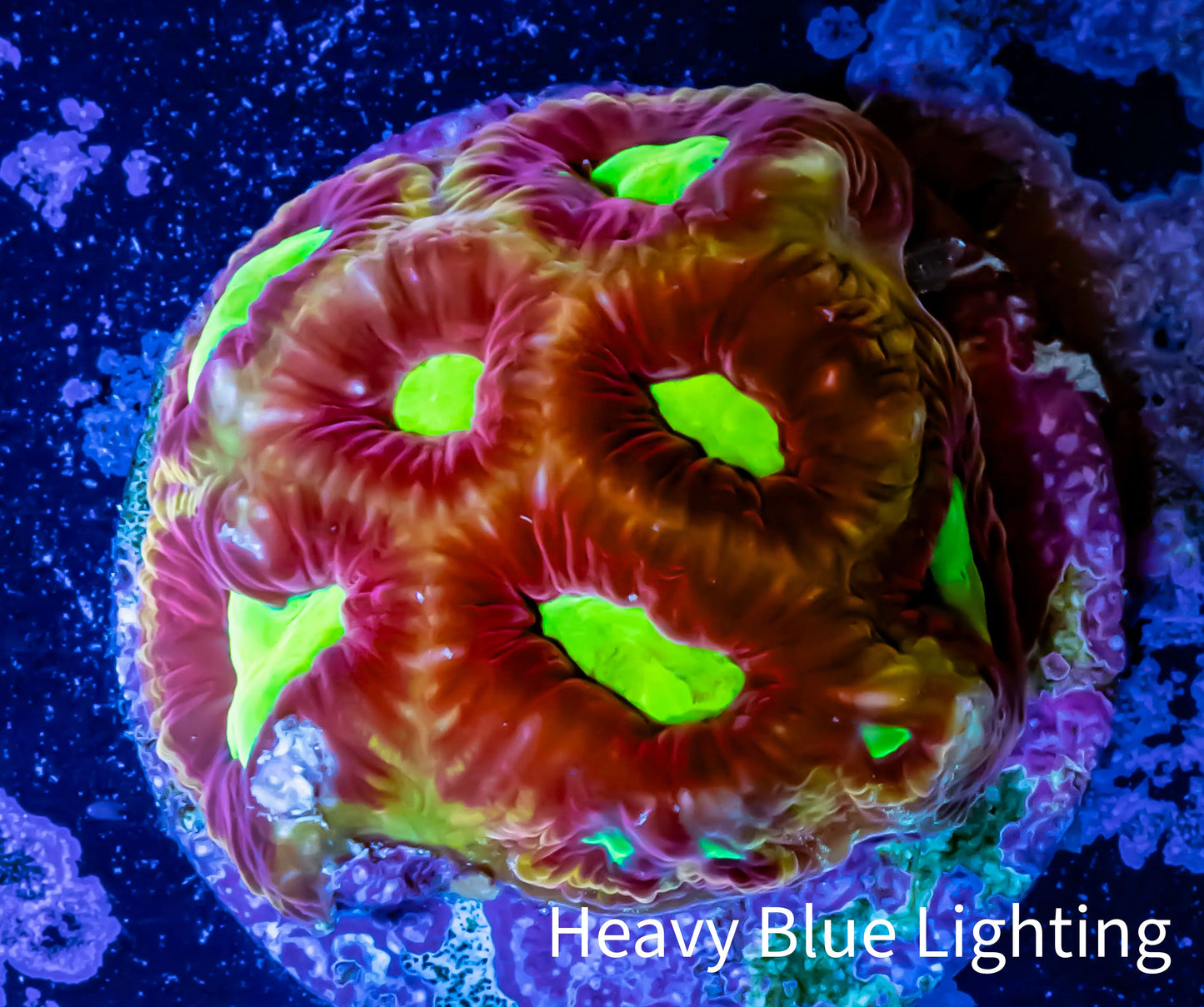 Favia Coral--Favia Frag WYSIWYG Favia Coral--Favia Frag WYSIWYG Aquarium Decor Favia Coral--Favia Frag WYSIWYG Zeo Box Reef
