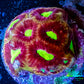 Favia Coral--Favia Frag WYSIWYG Favia Coral--Favia Frag WYSIWYG Aquarium Decor Favia Coral--Favia Frag WYSIWYG Zeo Box Reef