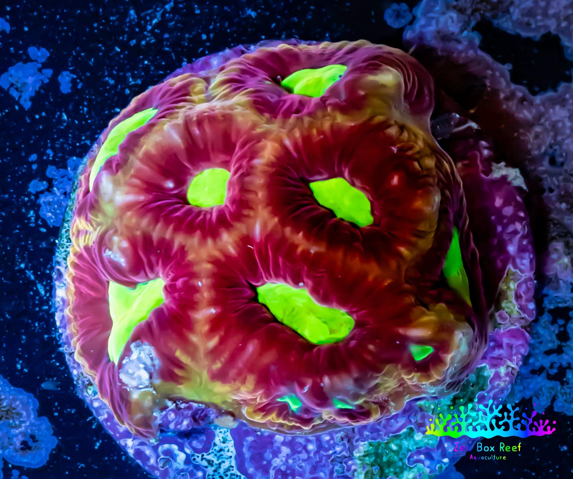 Favia Coral--Favia Frag WYSIWYG Favia Coral--Favia Frag WYSIWYG Aquarium Decor Favia Coral--Favia Frag WYSIWYG Zeo Box Reef