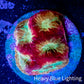 Favia Coral--Favia Frag WYSIWYG Favia Coral--Favia Frag WYSIWYG Aquarium Decor Favia Coral--Favia Frag WYSIWYG Zeo Box Reef