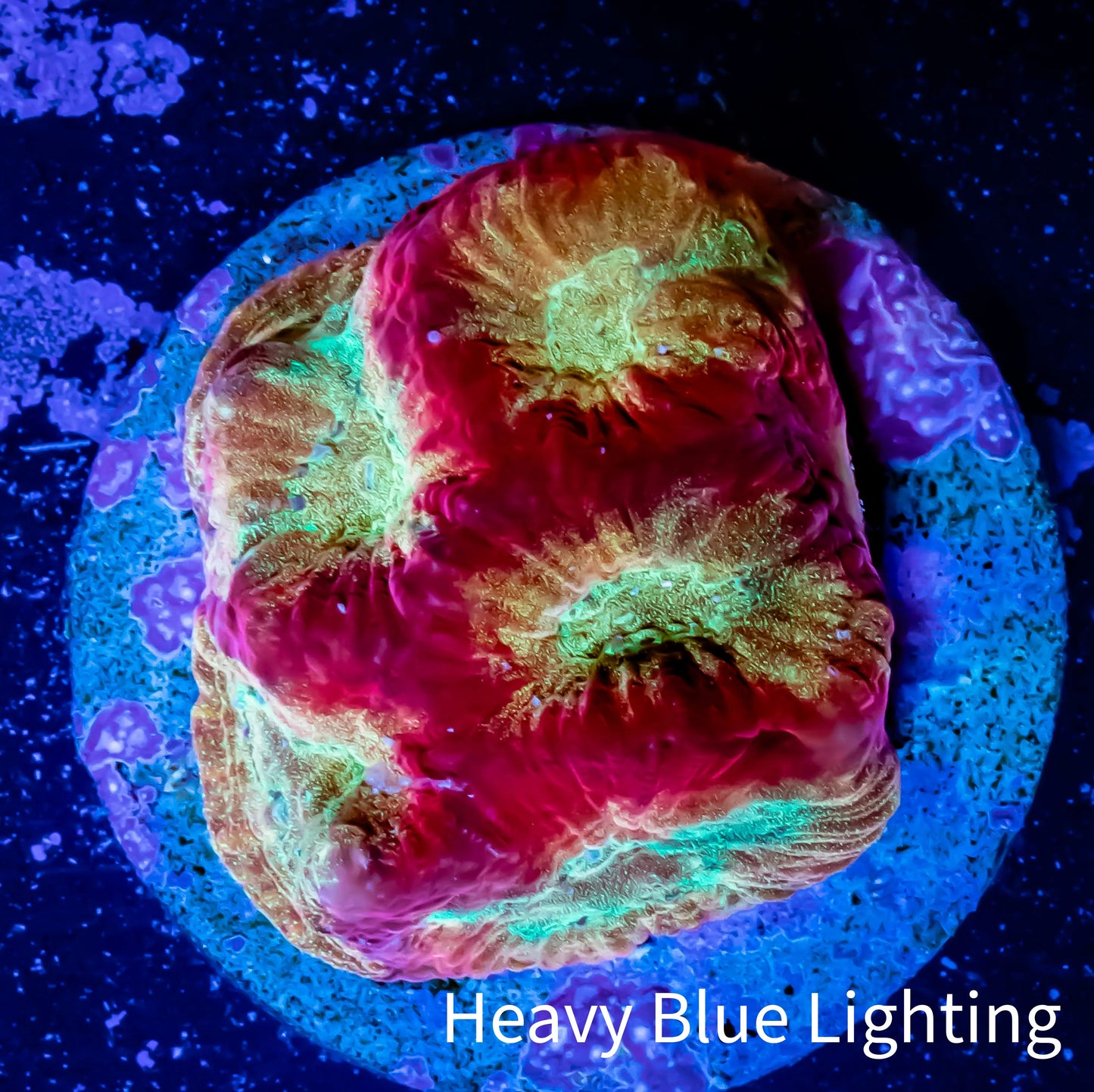 Favia Coral--Favia Frag WYSIWYG Favia Coral--Favia Frag WYSIWYG Aquarium Decor Favia Coral--Favia Frag WYSIWYG Zeo Box Reef