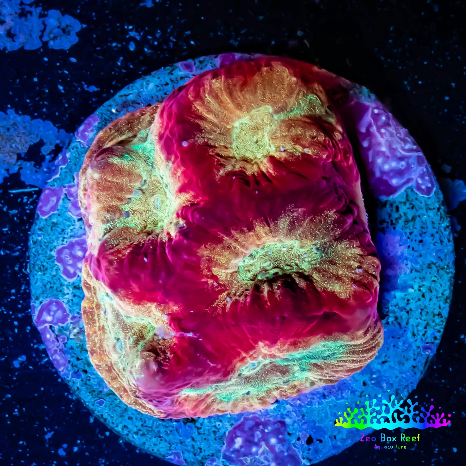 Favia Coral--Favia Frag WYSIWYG Favia Coral--Favia Frag WYSIWYG Aquarium Decor Favia Coral--Favia Frag WYSIWYG Zeo Box Reef