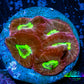 Favia Coral--Favia Frag WYSIWYG Favia Coral--Favia Frag WYSIWYG Aquarium Decor Favia Coral--Favia Frag WYSIWYG Zeo Box Reef