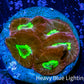 Favia Coral--Favia Frag WYSIWYG Favia Coral--Favia Frag WYSIWYG Aquarium Decor Favia Coral--Favia Frag WYSIWYG Zeo Box Reef
