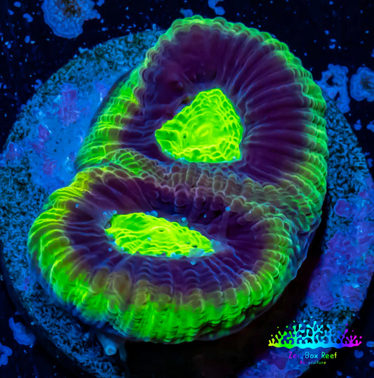 Favia Coral--Favia Frag WYSIWYG Favia Coral--Favia Frag WYSIWYG Aquarium Decor Favia Coral--Favia Frag WYSIWYG Zeo Box Reef