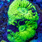 Favia Coral--Favia Frag WYSIWYG Favia Coral--Favia Frag WYSIWYG Aquarium Decor Favia Coral--Favia Frag WYSIWYG Zeo Box Reef