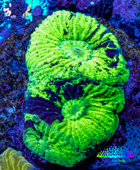 Favia Coral--Favia Frag WYSIWYG Favia Coral--Favia Frag WYSIWYG Aquarium Decor Favia Coral--Favia Frag WYSIWYG Zeo Box Reef