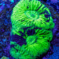 Favia Coral--Favia Frag WYSIWYG Favia Coral--Favia Frag WYSIWYG Aquarium Decor Favia Coral--Favia Frag WYSIWYG Zeo Box Reef