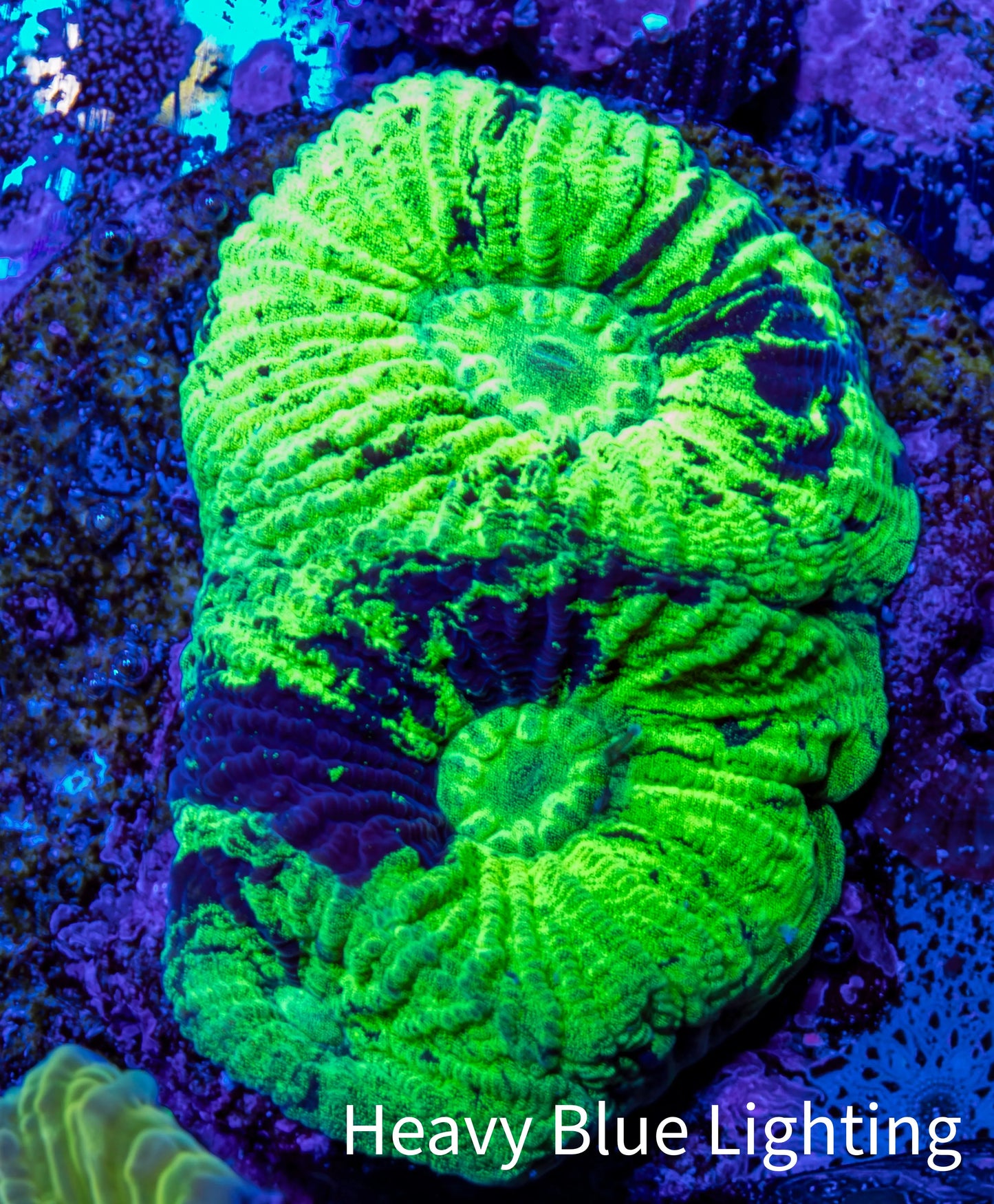 Favia Coral--Favia Frag WYSIWYG Favia Coral--Favia Frag WYSIWYG Aquarium Decor Favia Coral--Favia Frag WYSIWYG Zeo Box Reef