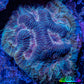 Favia Coral--Favia Frag WYSIWYG Favia Coral--Favia Frag WYSIWYG Aquarium Decor Favia Coral--Favia Frag WYSIWYG Zeo Box Reef