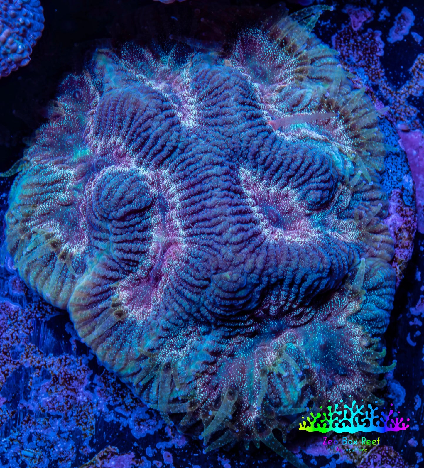 Favia Coral--Favia Frag WYSIWYG Favia Coral--Favia Frag WYSIWYG Aquarium Decor Favia Coral--Favia Frag WYSIWYG Zeo Box Reef
