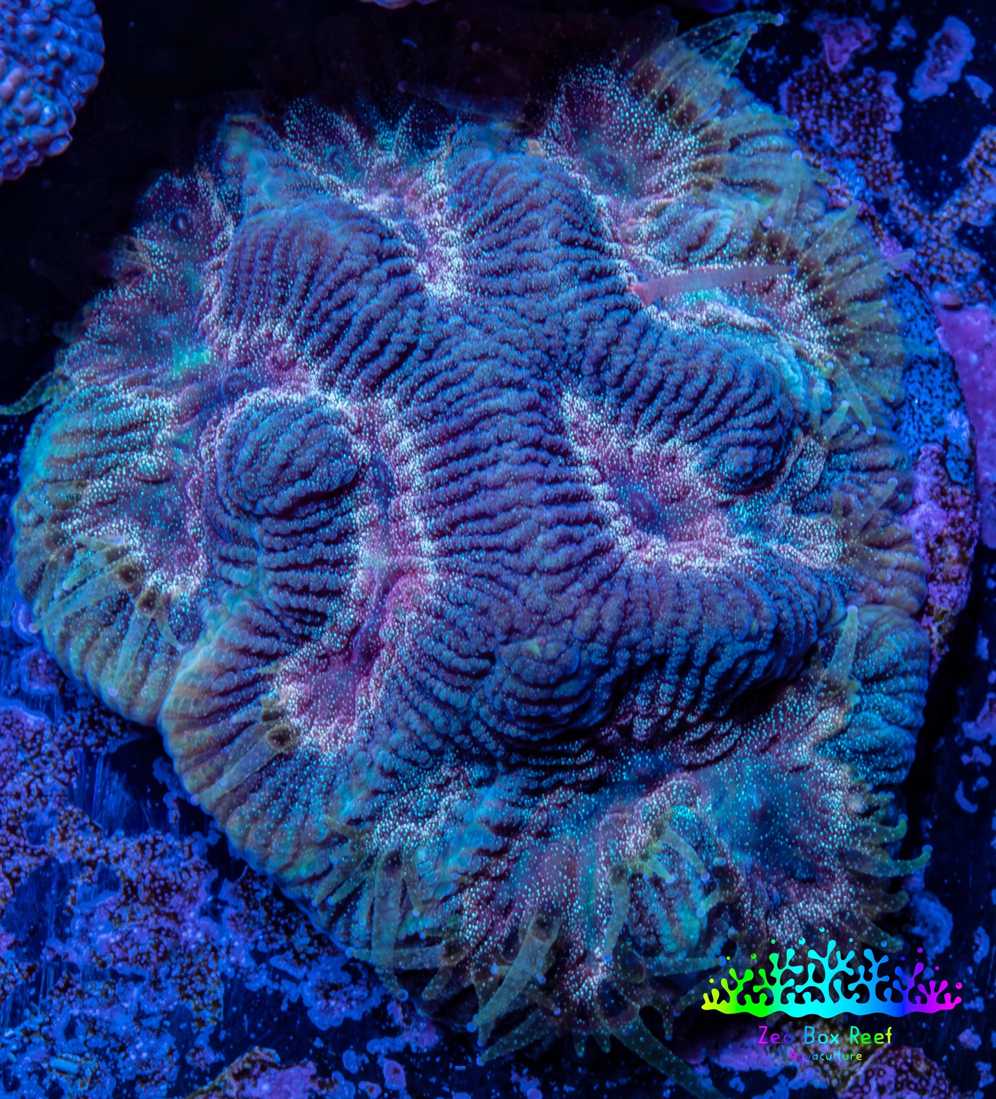 Favia Coral--Favia Frag WYSIWYG Favia Coral--Favia Frag WYSIWYG Aquarium Decor Favia Coral--Favia Frag WYSIWYG Zeo Box Reef