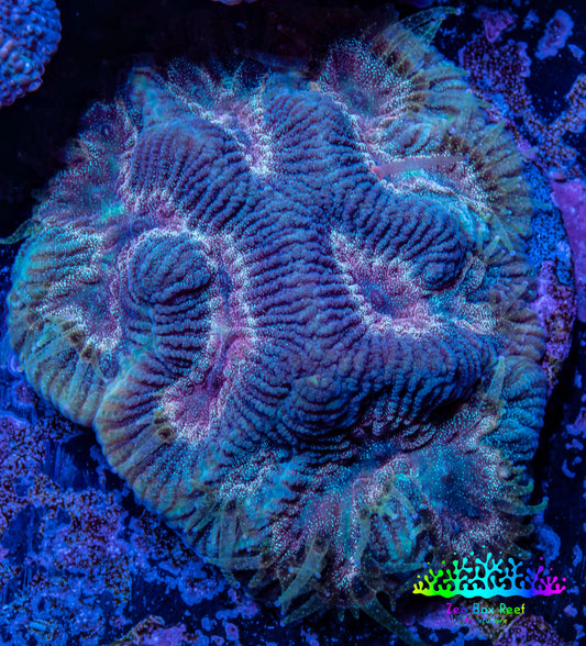 Favia Coral--Favia Frag WYSIWYG Favia Coral--Favia Frag WYSIWYG Aquarium Decor Favia Coral--Favia Frag WYSIWYG Zeo Box Reef