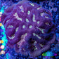 Favia Coral--Favia Frag WYSIWYG Favia Coral--Favia Frag WYSIWYG Aquarium Decor Favia Coral--Favia Frag WYSIWYG Zeo Box Reef