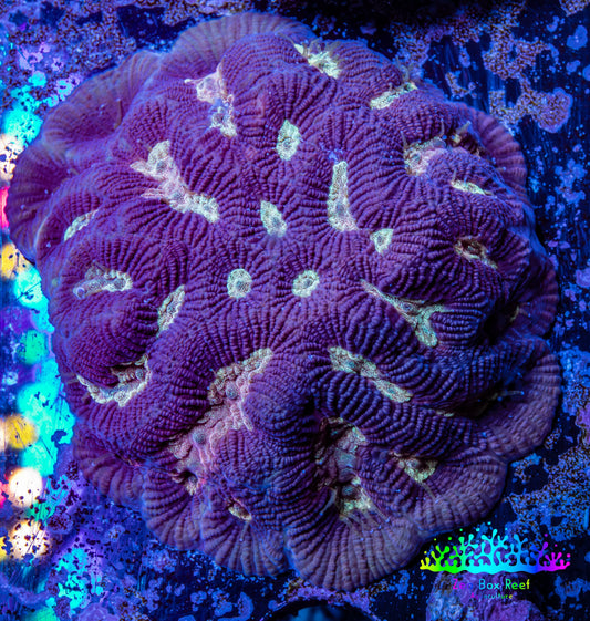 Favia Coral--Favia Frag WYSIWYG Favia Coral--Favia Frag WYSIWYG Aquarium Decor Favia Coral--Favia Frag WYSIWYG Zeo Box Reef