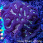 Favia Coral--Favia Frag WYSIWYG Favia Coral--Favia Frag WYSIWYG Aquarium Decor Favia Coral--Favia Frag WYSIWYG Zeo Box Reef
