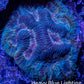 Favia Coral--Favia Frag WYSIWYG Favia Coral--Favia Frag WYSIWYG Aquarium Decor Favia Coral--Favia Frag WYSIWYG Zeo Box Reef