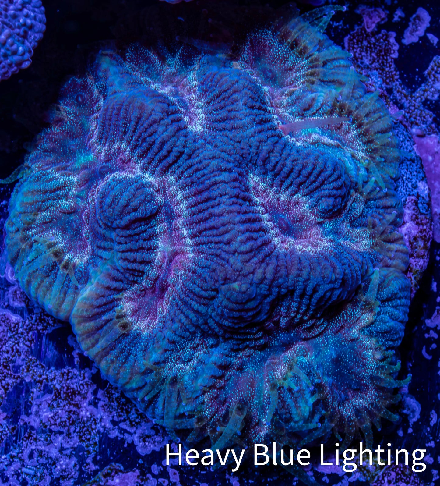 Favia Coral--Favia Frag WYSIWYG Favia Coral--Favia Frag WYSIWYG Aquarium Decor Favia Coral--Favia Frag WYSIWYG Zeo Box Reef