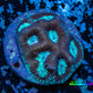 Favia Coral--Favia Frag WYSIWYG Favia Coral--Favia Frag WYSIWYG Aquarium Decor Favia Coral--Favia Frag WYSIWYG Zeo Box Reef