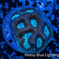 Favia Coral--Favia Frag WYSIWYG Favia Coral--Favia Frag WYSIWYG Aquarium Decor Favia Coral--Favia Frag WYSIWYG Zeo Box Reef