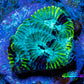 Favia Coral - Favia Frag WYSIWYG Favia Coral - Favia Frag WYSIWYG Aquarium Decor Favia Coral - Favia Frag WYSIWYG Zeo Box Reef