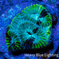 Favia Coral - Favia Frag WYSIWYG Favia Coral - Favia Frag WYSIWYG Aquarium Decor Favia Coral - Favia Frag WYSIWYG Zeo Box Reef
