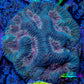 Favia Coral - Favia Frag WYSIWYG Favia Coral - Favia Frag WYSIWYG Aquarium Decor Favia Coral - Favia Frag WYSIWYG Zeo Box Reef