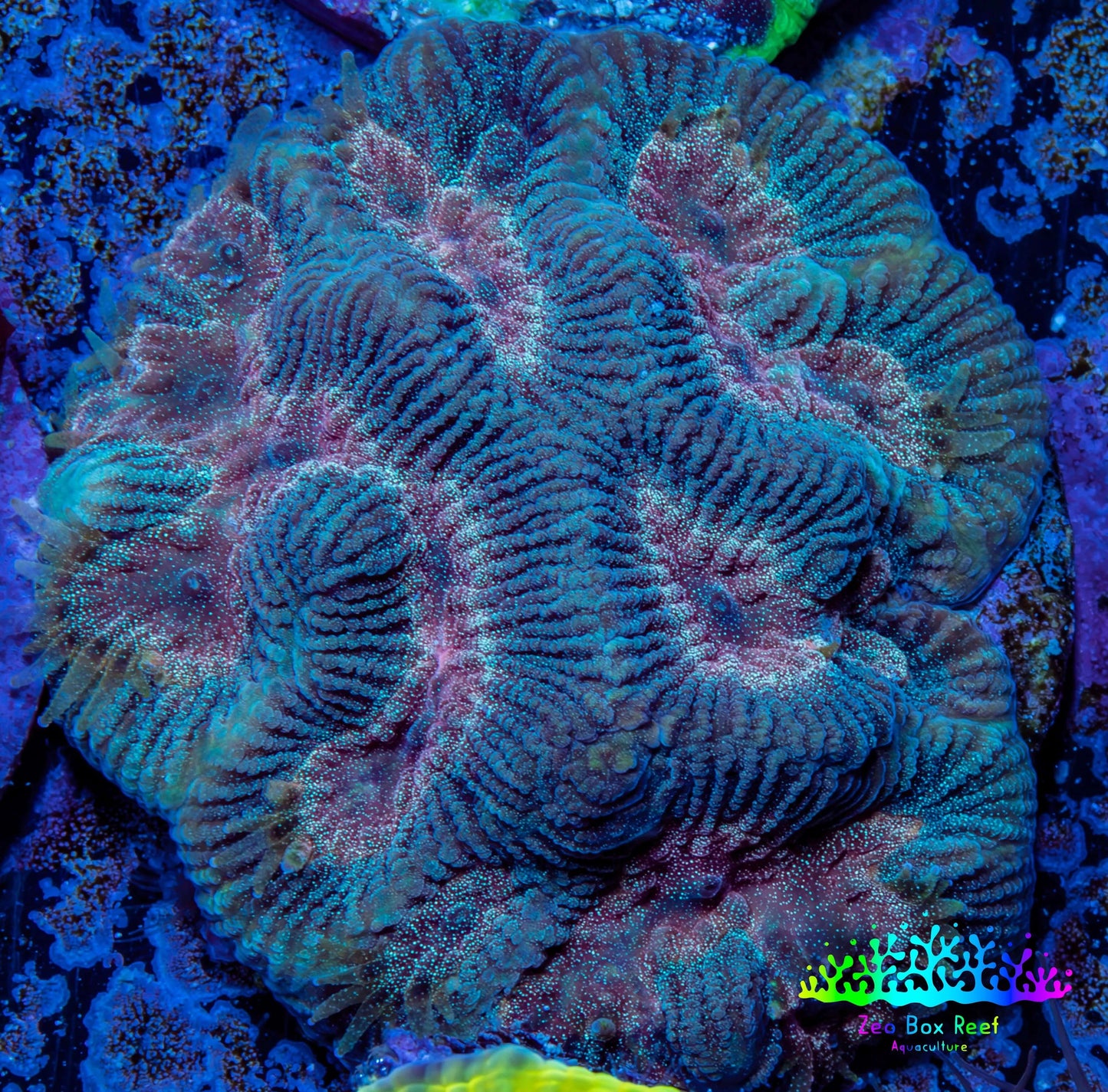 Favia Coral - Favia Frag WYSIWYG Favia Coral - Favia Frag WYSIWYG Aquarium Decor Favia Coral - Favia Frag WYSIWYG Zeo Box Reef