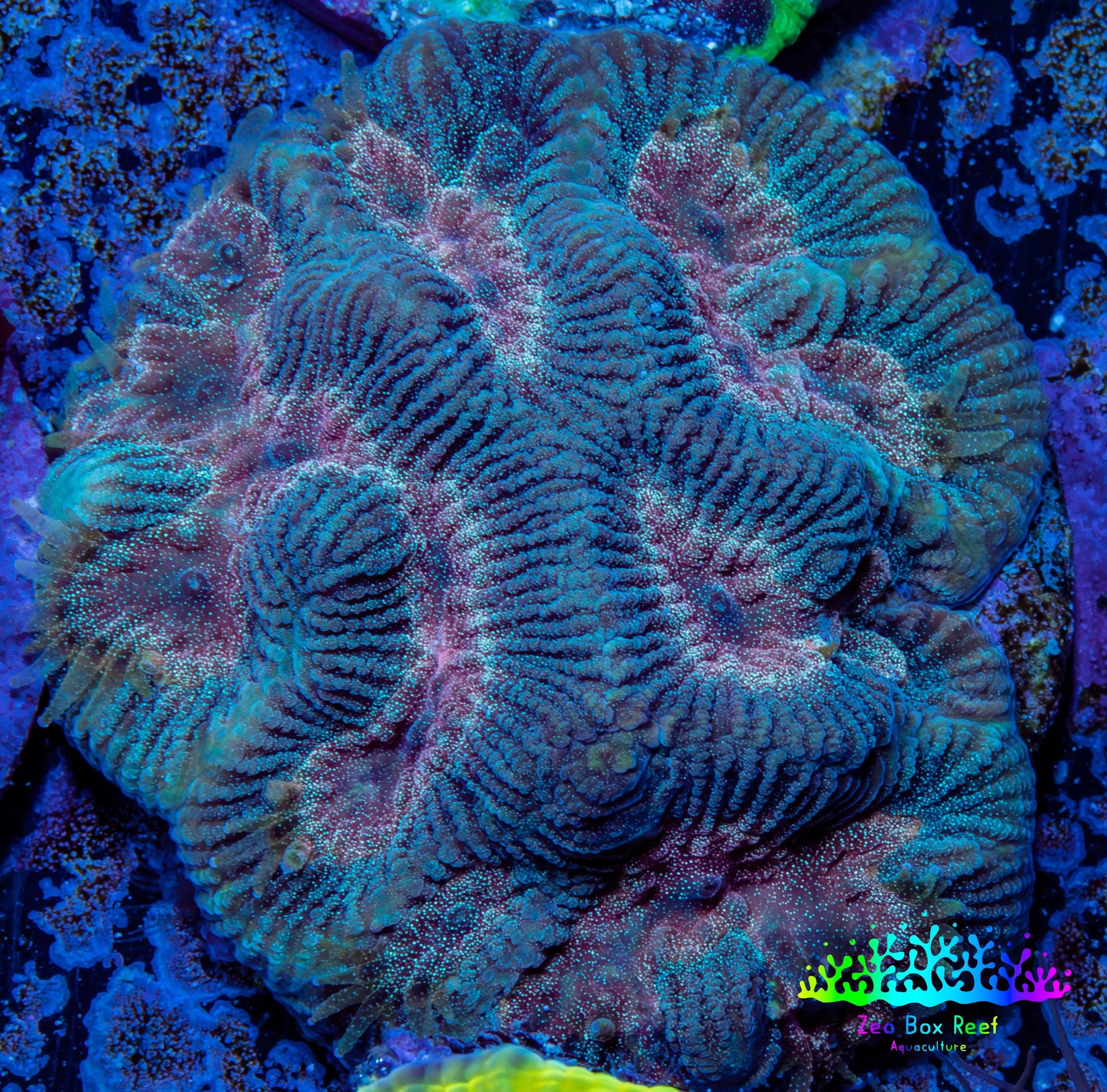 Favia Coral - Favia Frag WYSIWYG Favia Coral - Favia Frag WYSIWYG Aquarium Decor Favia Coral - Favia Frag WYSIWYG Zeo Box Reef