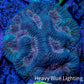 Favia Coral - Favia Frag WYSIWYG Favia Coral - Favia Frag WYSIWYG Aquarium Decor Favia Coral - Favia Frag WYSIWYG Zeo Box Reef