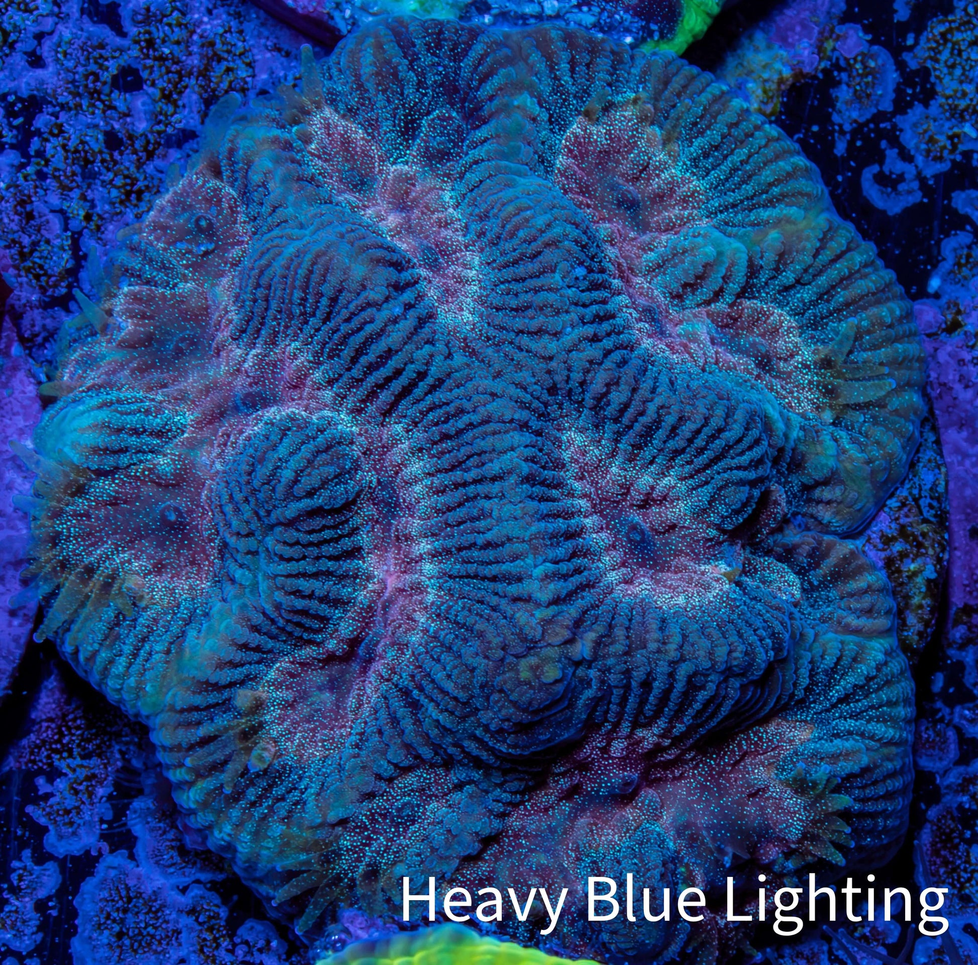 Favia Coral - Favia Frag WYSIWYG Favia Coral - Favia Frag WYSIWYG Aquarium Decor Favia Coral - Favia Frag WYSIWYG Zeo Box Reef