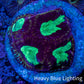 Favia Coral - Favia Frag WYSIWYG Favia Coral - Favia Frag WYSIWYG Aquarium Decor Favia Coral - Favia Frag WYSIWYG Zeo Box Reef
