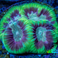 Favia Coral - Favia Frag WYSIWYG Favia Coral - Favia Frag WYSIWYG Aquarium Decor Favia Coral - Favia Frag WYSIWYG Zeo Box Reef