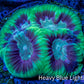 Favia Coral - Favia Frag WYSIWYG Favia Coral - Favia Frag WYSIWYG Aquarium Decor Favia Coral - Favia Frag WYSIWYG Zeo Box Reef