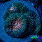 Favia Coral - Favia Frag WYSIWYG Favia Coral - Favia Frag WYSIWYG Aquarium Decor Favia Coral - Favia Frag WYSIWYG Zeo Box Reef