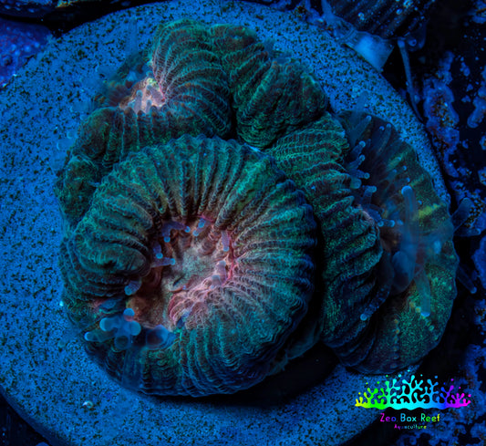 Favia Coral - Favia Frag WYSIWYG Favia Coral - Favia Frag WYSIWYG Aquarium Decor Favia Coral - Favia Frag WYSIWYG Zeo Box Reef