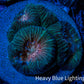 Favia Coral - Favia Frag WYSIWYG Favia Coral - Favia Frag WYSIWYG Aquarium Decor Favia Coral - Favia Frag WYSIWYG Zeo Box Reef