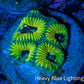 Favia Coral - Favia Frag WYSIWYG Favia Coral - Favia Frag WYSIWYG Aquarium Decor Favia Coral - Favia Frag WYSIWYG Zeo Box Reef