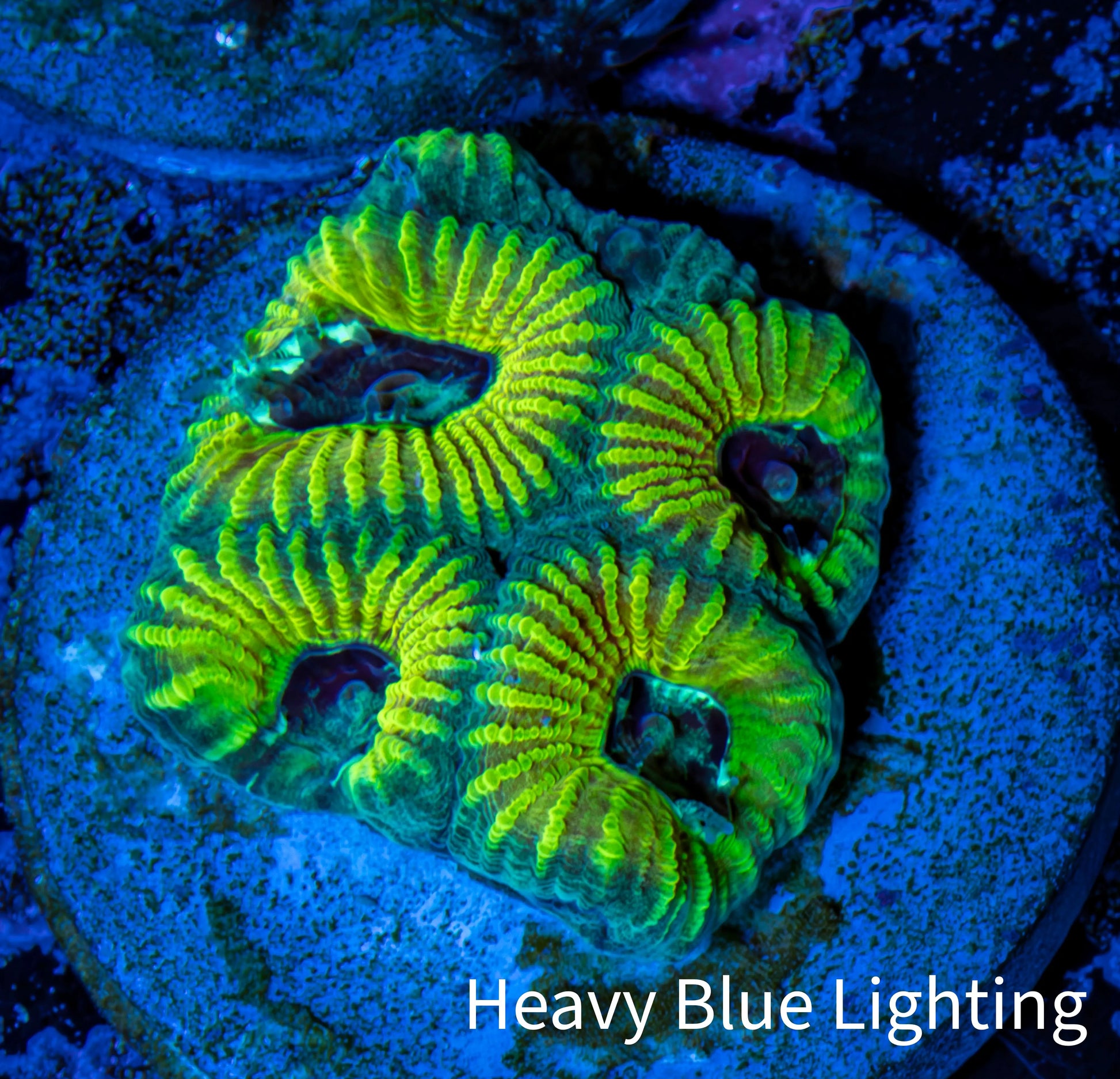 Favia Coral - Favia Frag WYSIWYG Favia Coral - Favia Frag WYSIWYG Aquarium Decor Favia Coral - Favia Frag WYSIWYG Zeo Box Reef