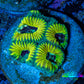 Favia Coral - Favia Frag WYSIWYG Favia Coral - Favia Frag WYSIWYG Aquarium Decor Favia Coral - Favia Frag WYSIWYG Zeo Box Reef