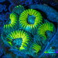 Favia Coral - Favia Frag WYSIWYG Favia Coral - Favia Frag WYSIWYG Aquarium Decor Favia Coral - Favia Frag WYSIWYG Zeo Box Reef