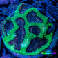 Favia Coral - Favia Frag WYSIWYG Favia Coral - Favia Frag WYSIWYG Aquarium Decor Favia Coral - Favia Frag WYSIWYG Zeo Box Reef