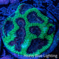 Favia Coral - Favia Frag WYSIWYG Favia Coral - Favia Frag WYSIWYG Aquarium Decor Favia Coral - Favia Frag WYSIWYG Zeo Box Reef