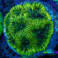 Favia Coral - Favia Frag WYSIWYG Favia Coral - Favia Frag WYSIWYG Aquarium Decor Favia Coral - Favia Frag WYSIWYG Zeo Box Reef