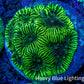 Favia Coral - Favia Frag WYSIWYG Favia Coral - Favia Frag WYSIWYG Aquarium Decor Favia Coral - Favia Frag WYSIWYG Zeo Box Reef