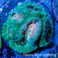 Favia Coral - Favia Frag WYSIWYG Favia Coral - Favia Frag WYSIWYG Aquarium Decor Favia Coral - Favia Frag WYSIWYG Zeo Box Reef