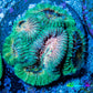 Favia Coral - Favia Frag WYSIWYG Favia Coral - Favia Frag WYSIWYG Aquarium Decor Favia Coral - Favia Frag WYSIWYG Zeo Box Reef